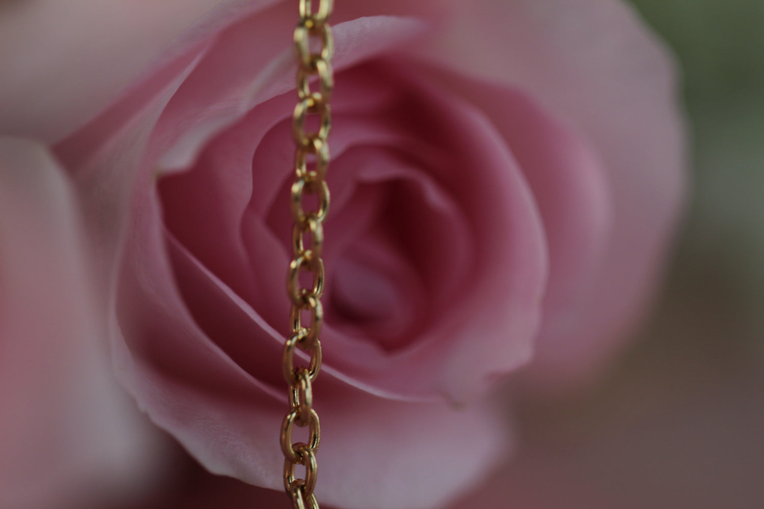 Pink rose in full bloom draped by a gold chain